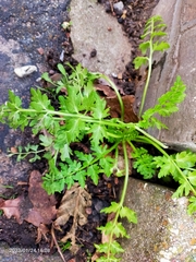 Papaver cambricum