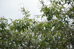 Conirostrum cinereum