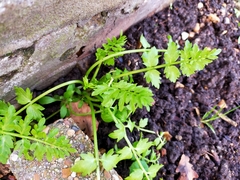 Papaver cambricum