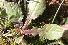 Urospermum picroides