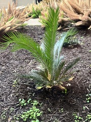 Cycas revoluta