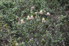 Oreocallis grandiflora