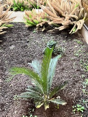 Cycas revoluta