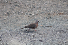 Streptopelia chinensis