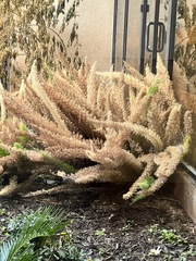 Asparagus densiflorus