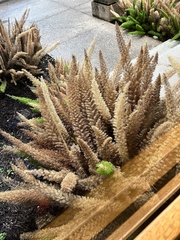 Asparagus densiflorus