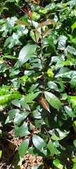 Syzygium paniculatum