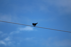 Acridotheres tristis