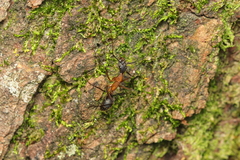 Camponotus lespesii