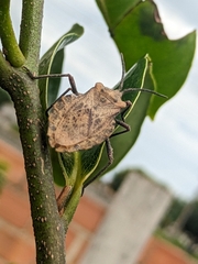 Spartocera