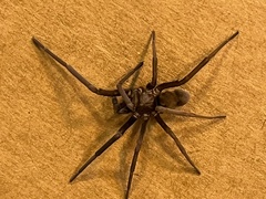 Kukulcania