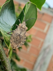 Spartocera