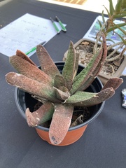 Gasteria