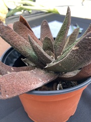 Gasteria
