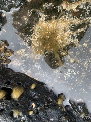 Acanthophora spicifera