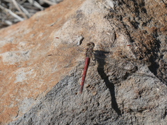 Sympetrum nigrifemur
