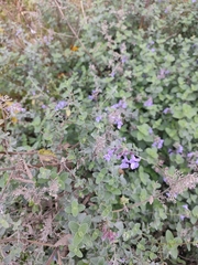 Nepeta × faassenii