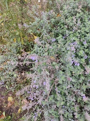 Nepeta × faassenii