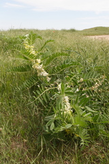 Astragalus sieversianus