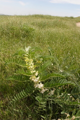 Astragalus sieversianus