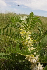 Astragalus sieversianus