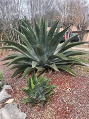 Agave salmiana
