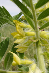 Astragalus sieversianus