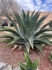 Agave salmiana