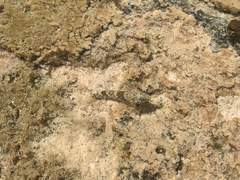 Bathygobius cocosensis