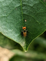 Microchrysa