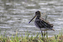 Gallinago paraguaiae