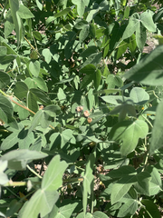 Gossypium tomentosum