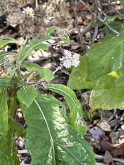 Verbesina virginica