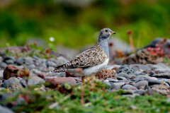 Thinocorus rumicivorus