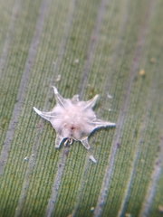 Ceroplastes stellifer