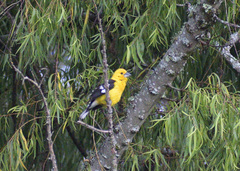 Pheucticus chrysogaster