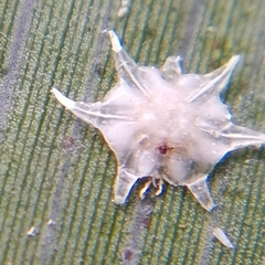 Ceroplastes stellifer