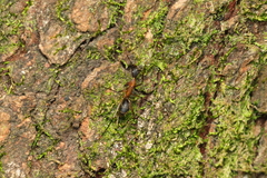 Camponotus lespesii