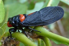 Huechys sanguinea