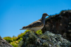 Thinocorus orbignyianus