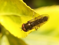 Platycheirus albimanus
