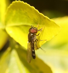 Platycheirus albimanus