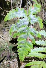 Stegnogramma wilfordii