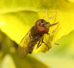 Platycheirus albimanus