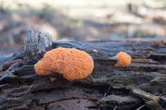 Tubifera
