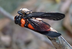 Huechys sanguinea