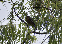 Conirostrum cinereum