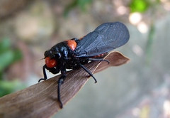 Huechys sanguinea