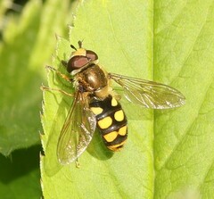 Eupeodes latifasciatus