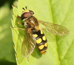 Eupeodes latifasciatus